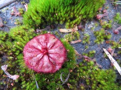 Drosera slackii