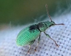 Phyllobius