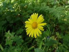 Doronicum pardalianches