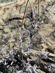 Eriogonum pauciflorum