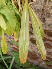 Reseda luteola