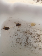 Peltodytes edentulus