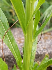 Reseda luteola