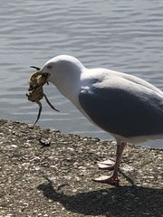 Larus argentatus