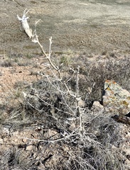 Mentzelia decapetala