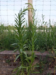 Reseda luteola
