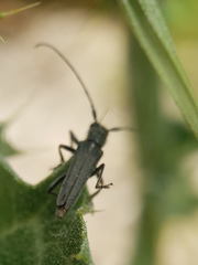 Phytoecia