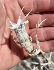 Mentzelia decapetala