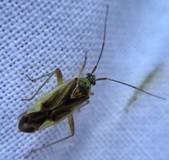 Closterotomus trivialis