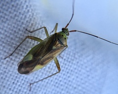 Closterotomus trivialis