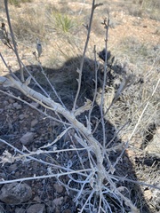 Mentzelia decapetala