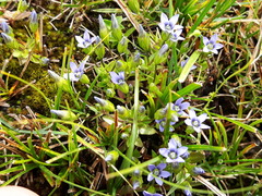 Gentianella azurea