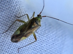 Closterotomus trivialis