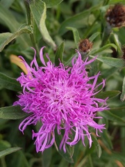 Centaurea nigra