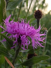 Centaurea nigra