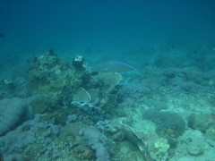 Craterognathus plagiotaenia