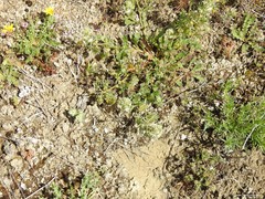 Reseda phyteuma