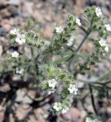Cryptantha utahensis