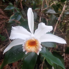 Sobralia chrysostoma