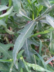 Centaurea nigra