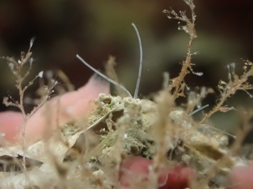 Representative image of Polydora hoplura