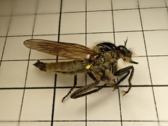 Dysmachus fuscipennis