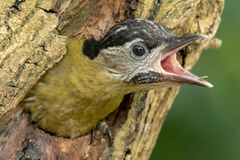 Picus vittatus