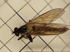 Dysmachus fuscipennis