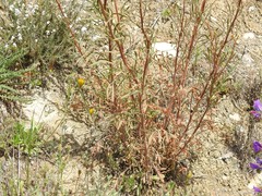 Reseda stricta
