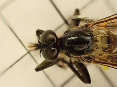 Dysmachus fuscipennis