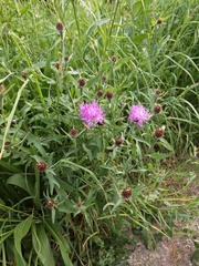 Centaurea nigra