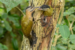 Picus vittatus