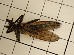 Dysmachus fuscipennis