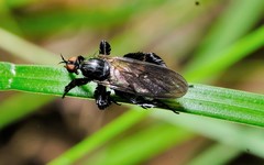 Rhamphomyia longicauda