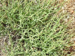 Launaea fragilis