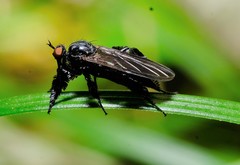 Rhamphomyia longicauda