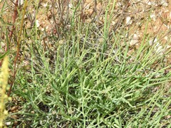 Launaea fragilis