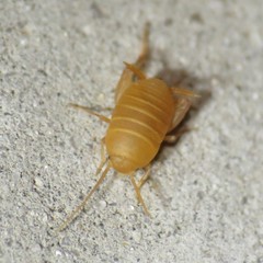 Myrmecophilus