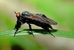 Rhamphomyia longicauda