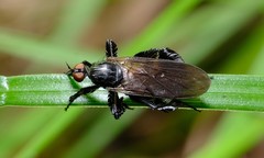 Rhamphomyia longicauda
