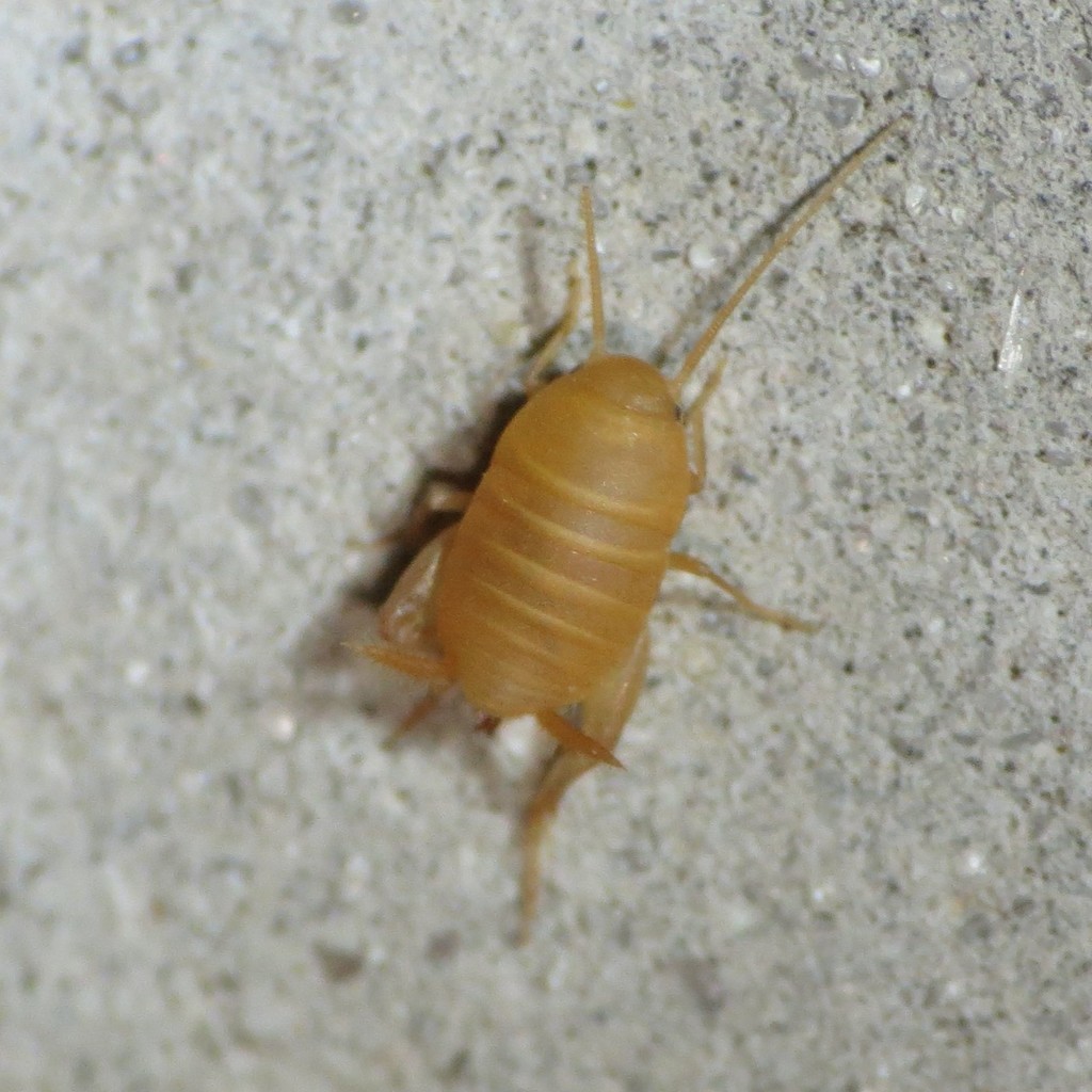 Desert Ant Cricket