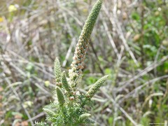 Reseda suffruticosa