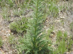 Reseda suffruticosa