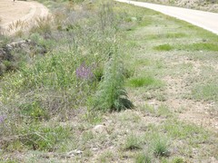 Reseda suffruticosa
