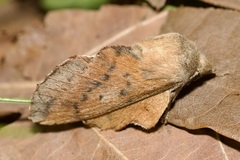 Phyllodesma tremulifolia