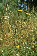 Pallenis spinosa