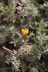 Oedera humilis