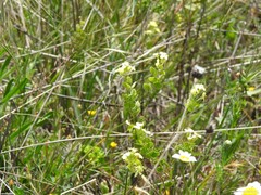 Biscutella auriculata