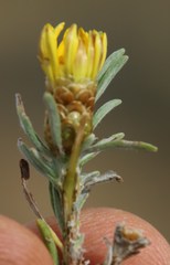 Oedera humilis