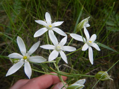 Ornithogalum orthophyllum